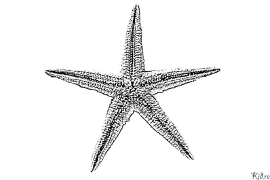 starfish Stranice Za Bojanje Za Štampanje